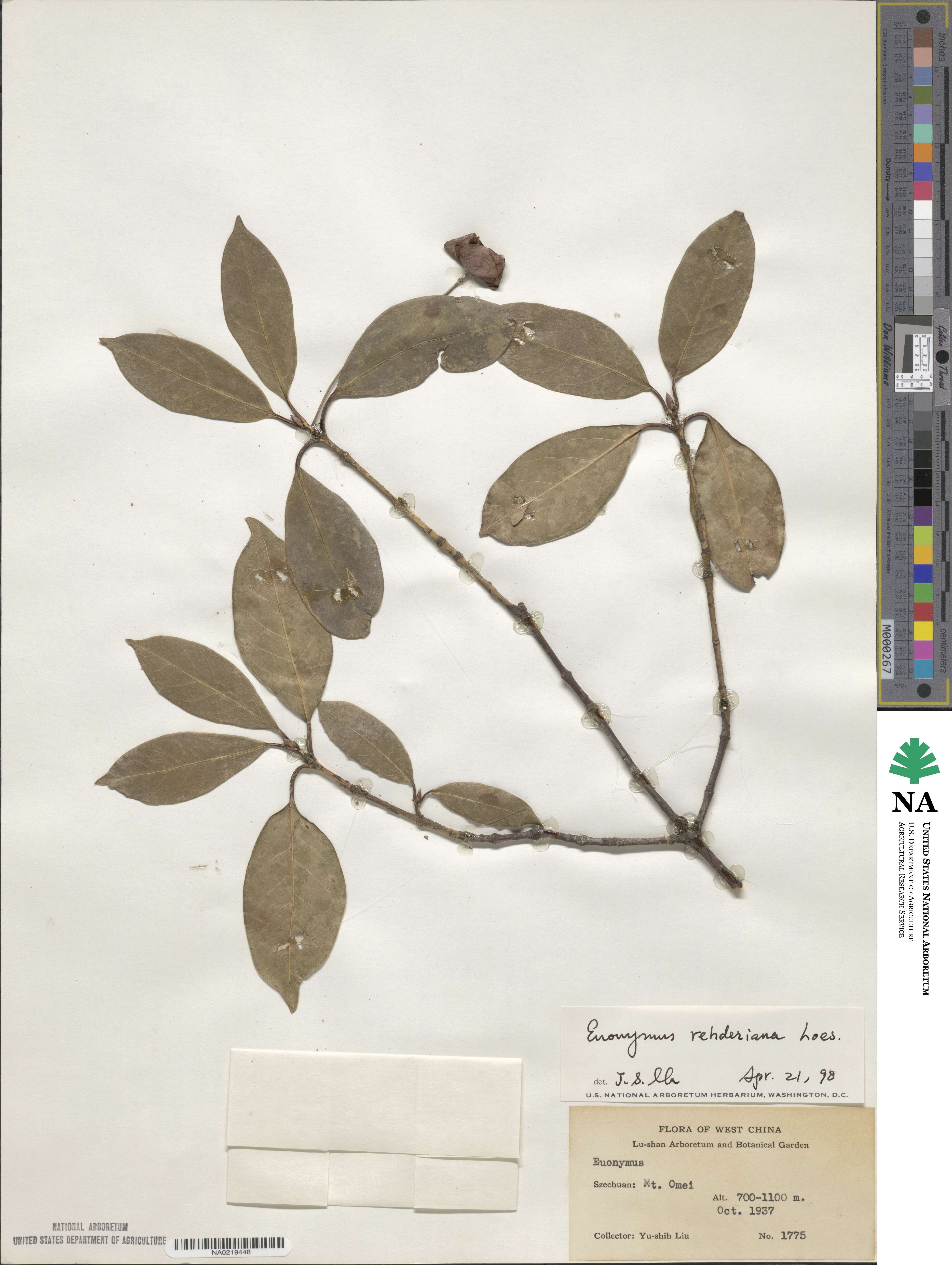 Euonymus rehderianus image