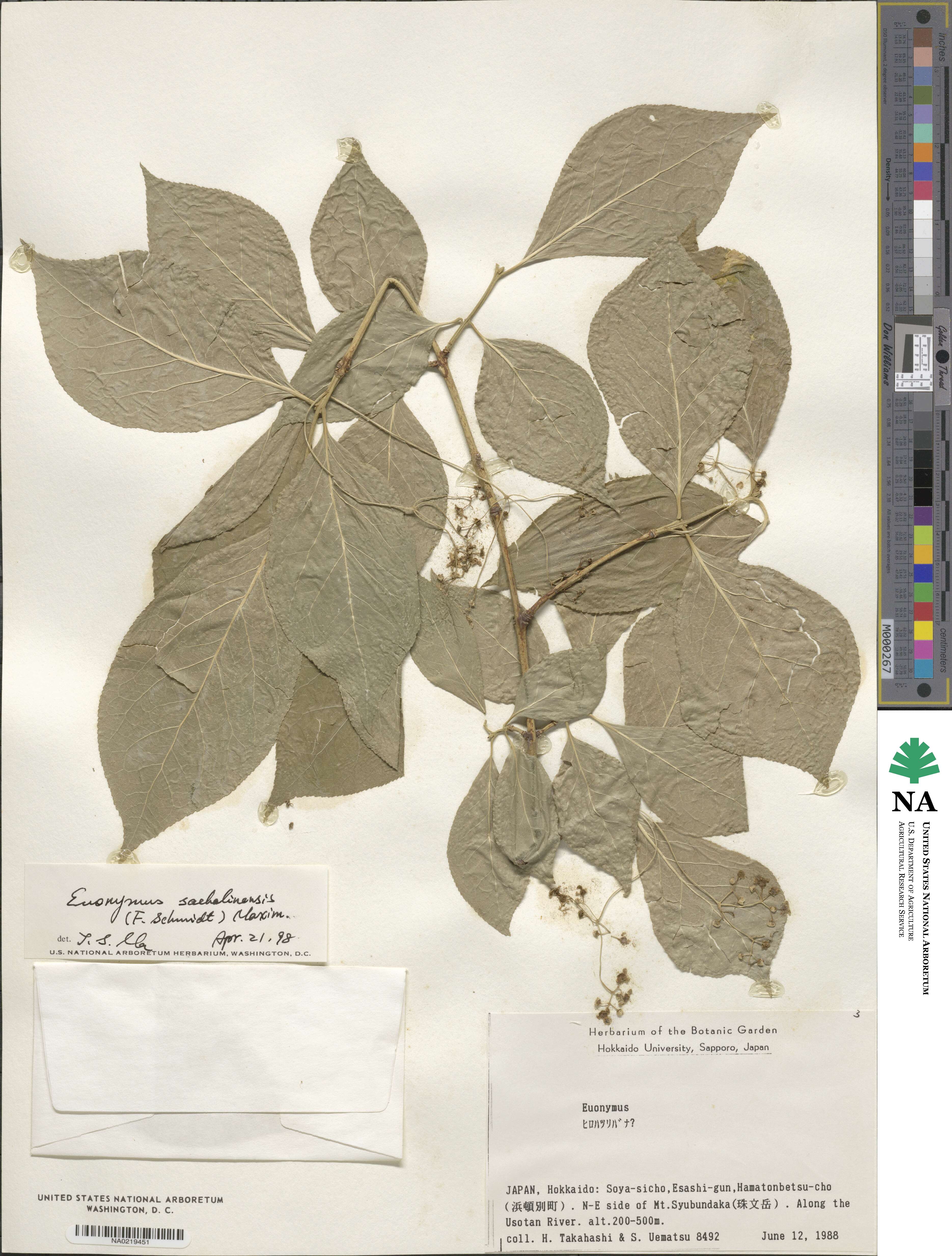 Euonymus echinatus var. trichocarpus image