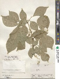 Euonymus echinatus image