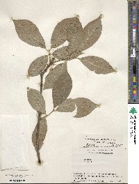 Euonymus echinatus var. trichocarpus image