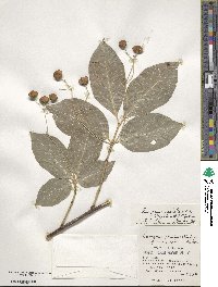 Euonymus echinatus image