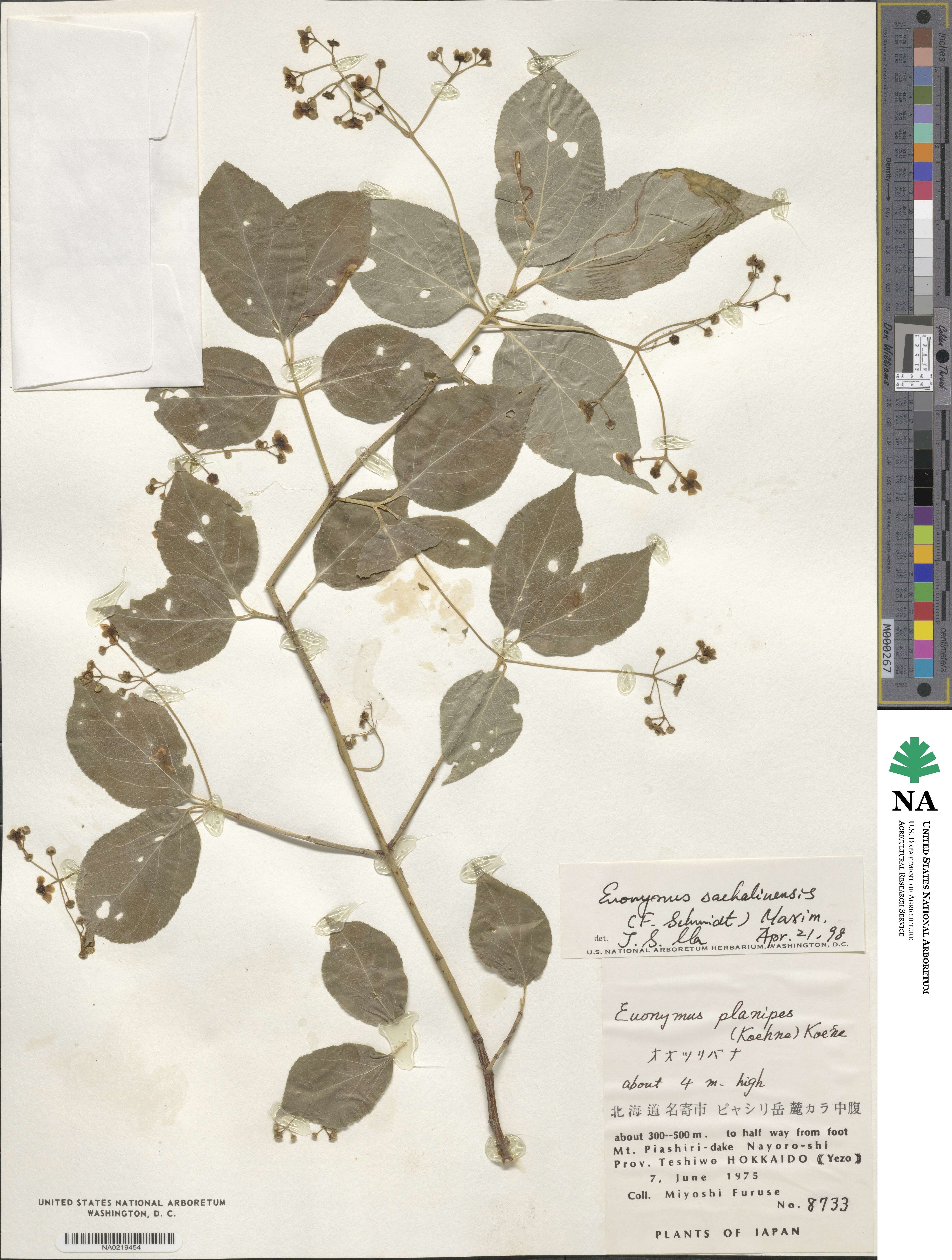 Euonymus echinatus var. trichocarpus image