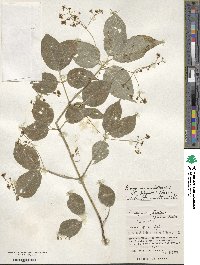 Euonymus echinatus image