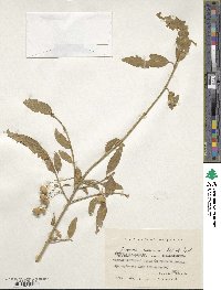 Euonymus semenovii image