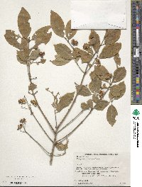 Euonymus hamiltonianus image