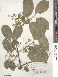 Euonymus hamiltonianus image