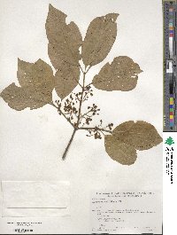 Euonymus hamiltonianus image