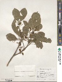 Euonymus hamiltonianus image