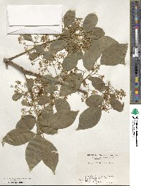 Euonymus hamiltonianus image