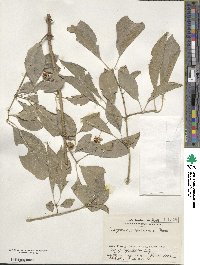 Euonymus hamiltonianus image