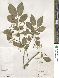 Euonymus hamiltonianus image