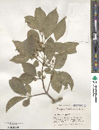 Euonymus hamiltonianus image