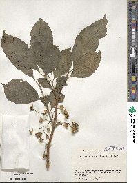 Euonymus hamiltonianus image