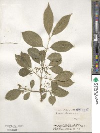 Euonymus hamiltonianus image