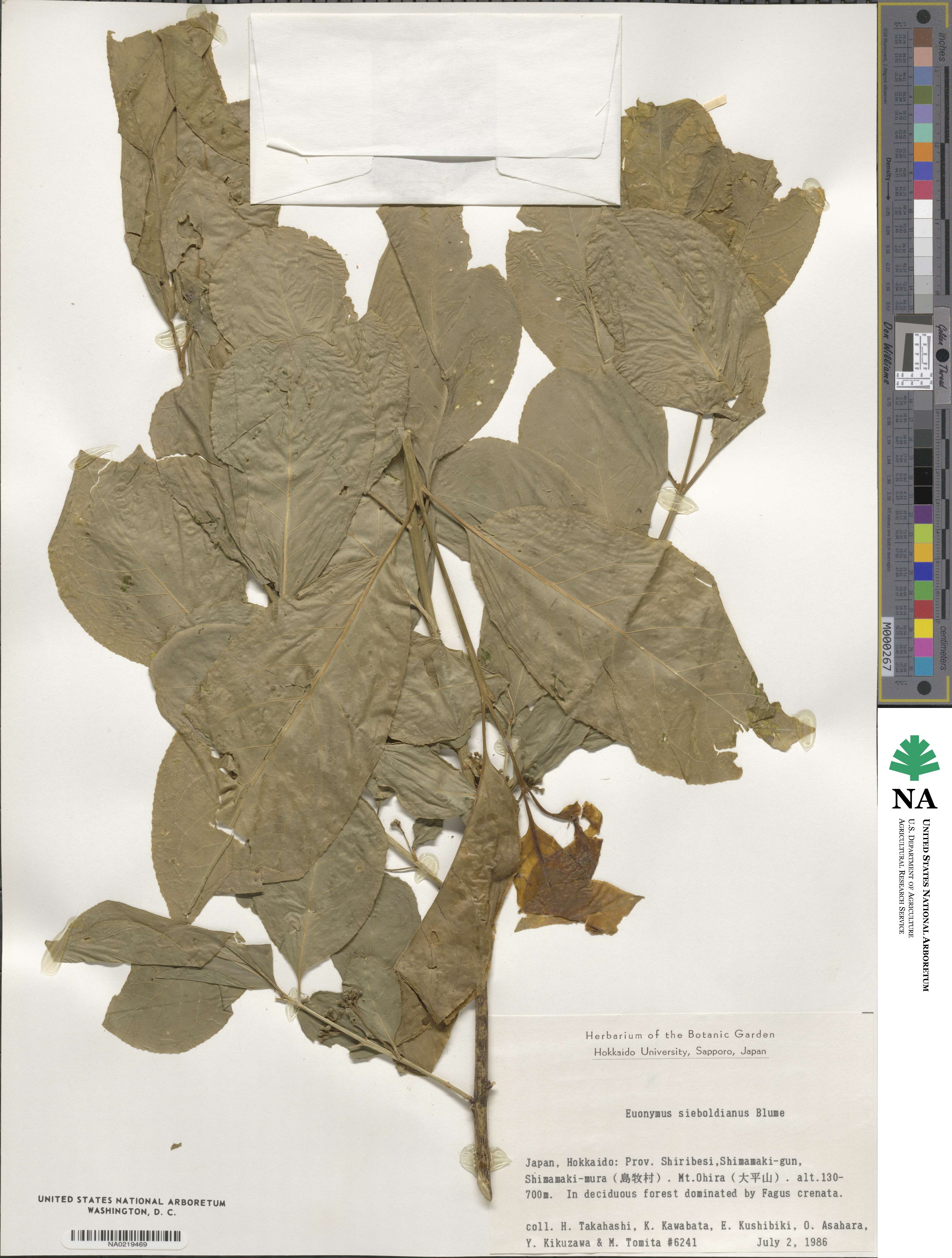 Euonymus hamiltonianus image