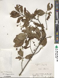 Euonymus hamiltonianus image