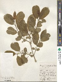 Euonymus hamiltonianus image