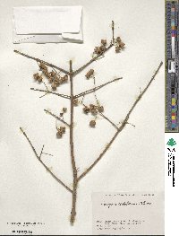 Euonymus hamiltonianus image