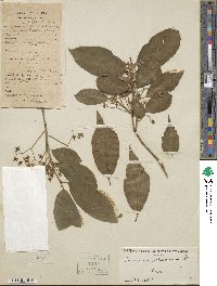 Euonymus hamiltonianus image