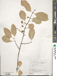 Euonymus hamiltonianus image