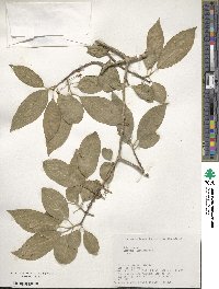 Euonymus hamiltonianus image