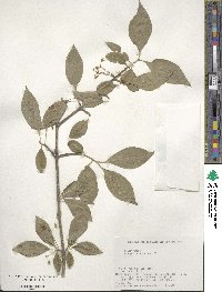 Euonymus hamiltonianus image