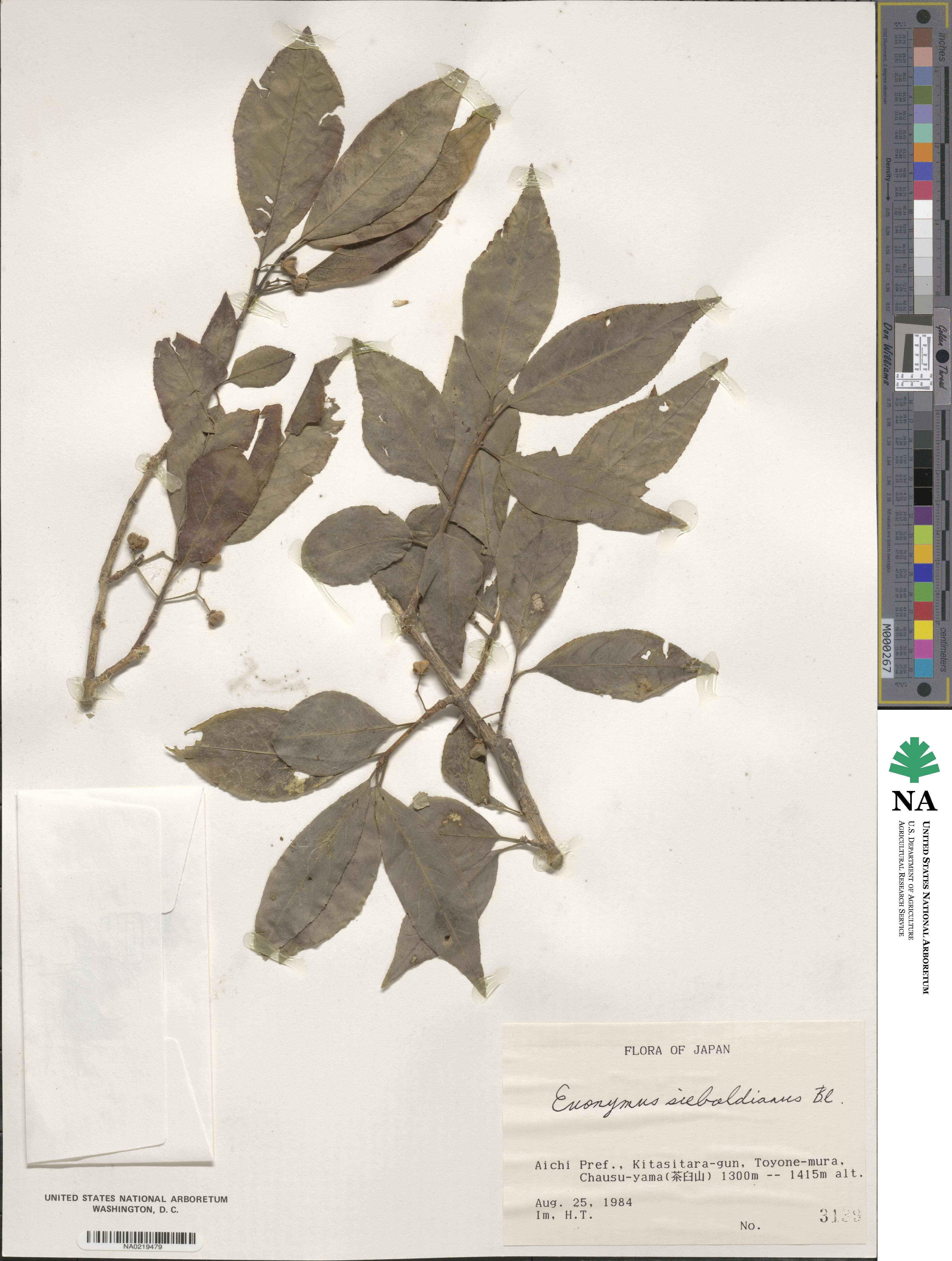 Euonymus hamiltonianus image