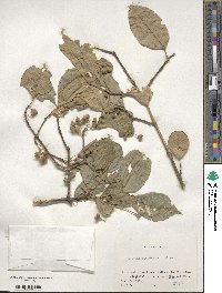 Euonymus hamiltonianus image