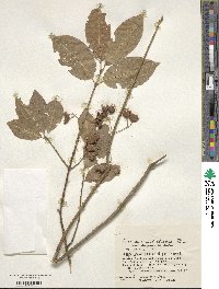 Euonymus hamiltonianus image