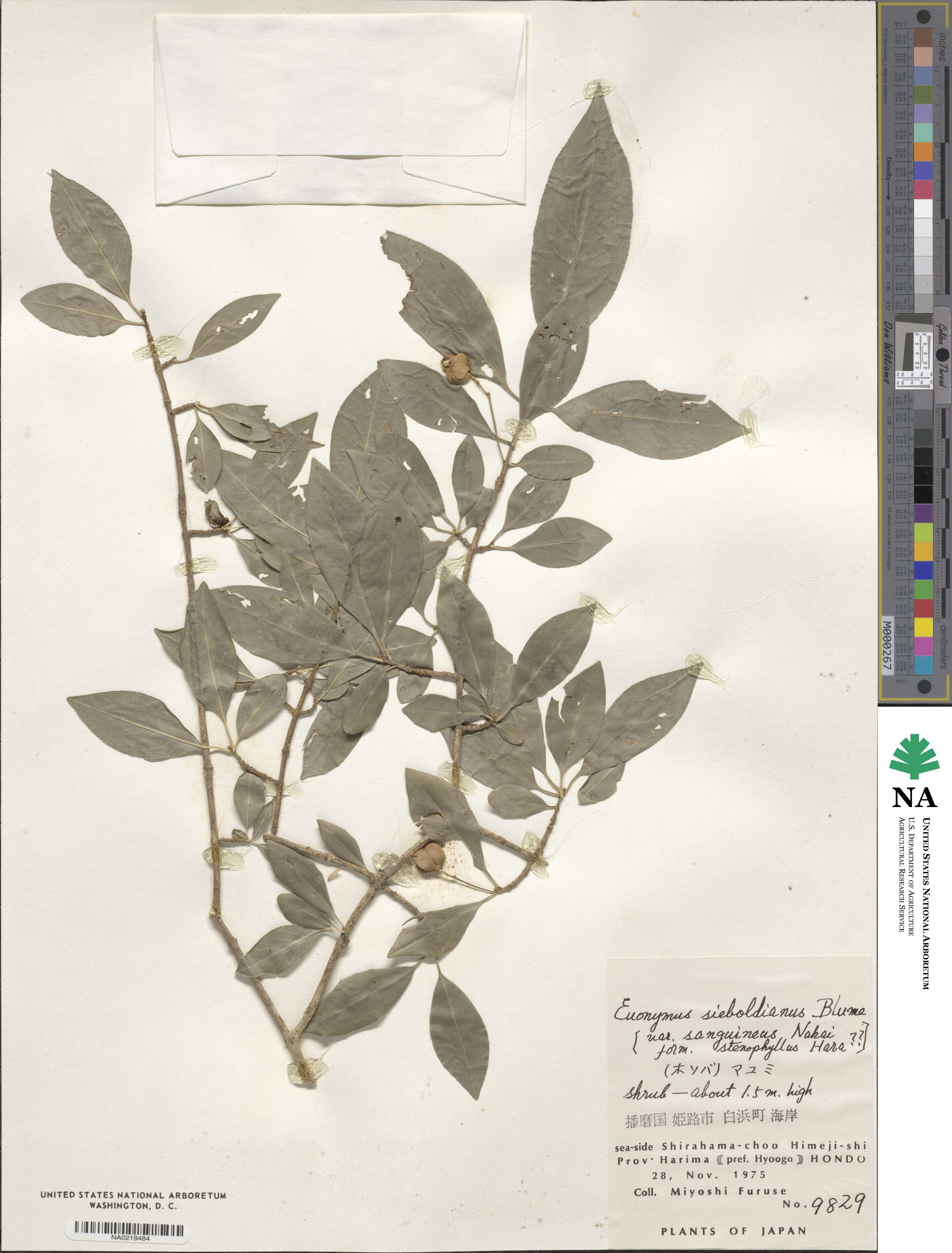 Euonymus hamiltonianus image