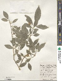 Euonymus hamiltonianus image