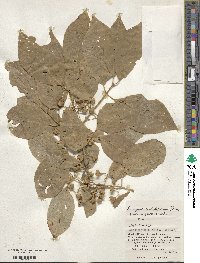 Euonymus hamiltonianus image