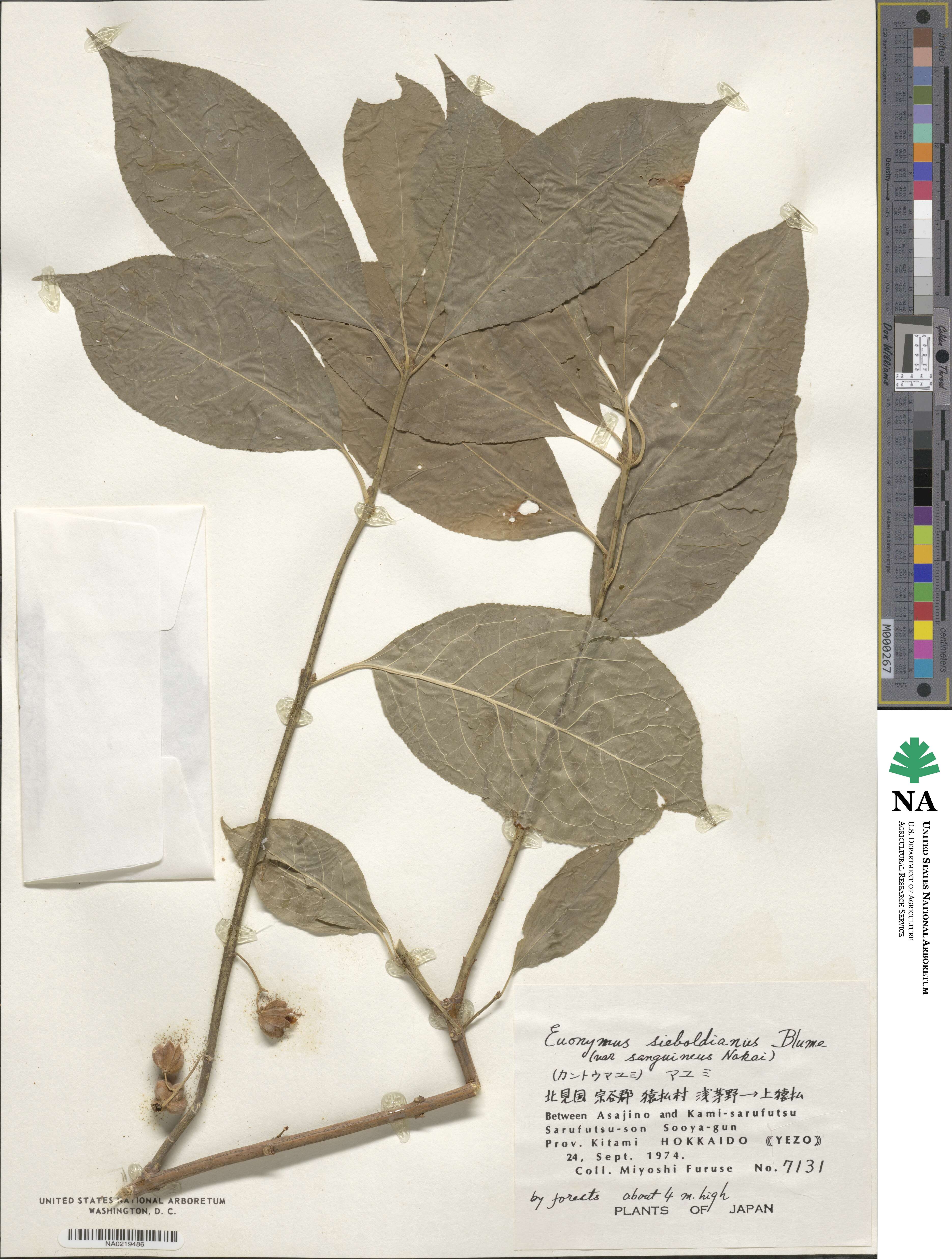 Euonymus hamiltonianus image