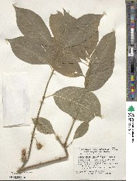 Euonymus hamiltonianus image