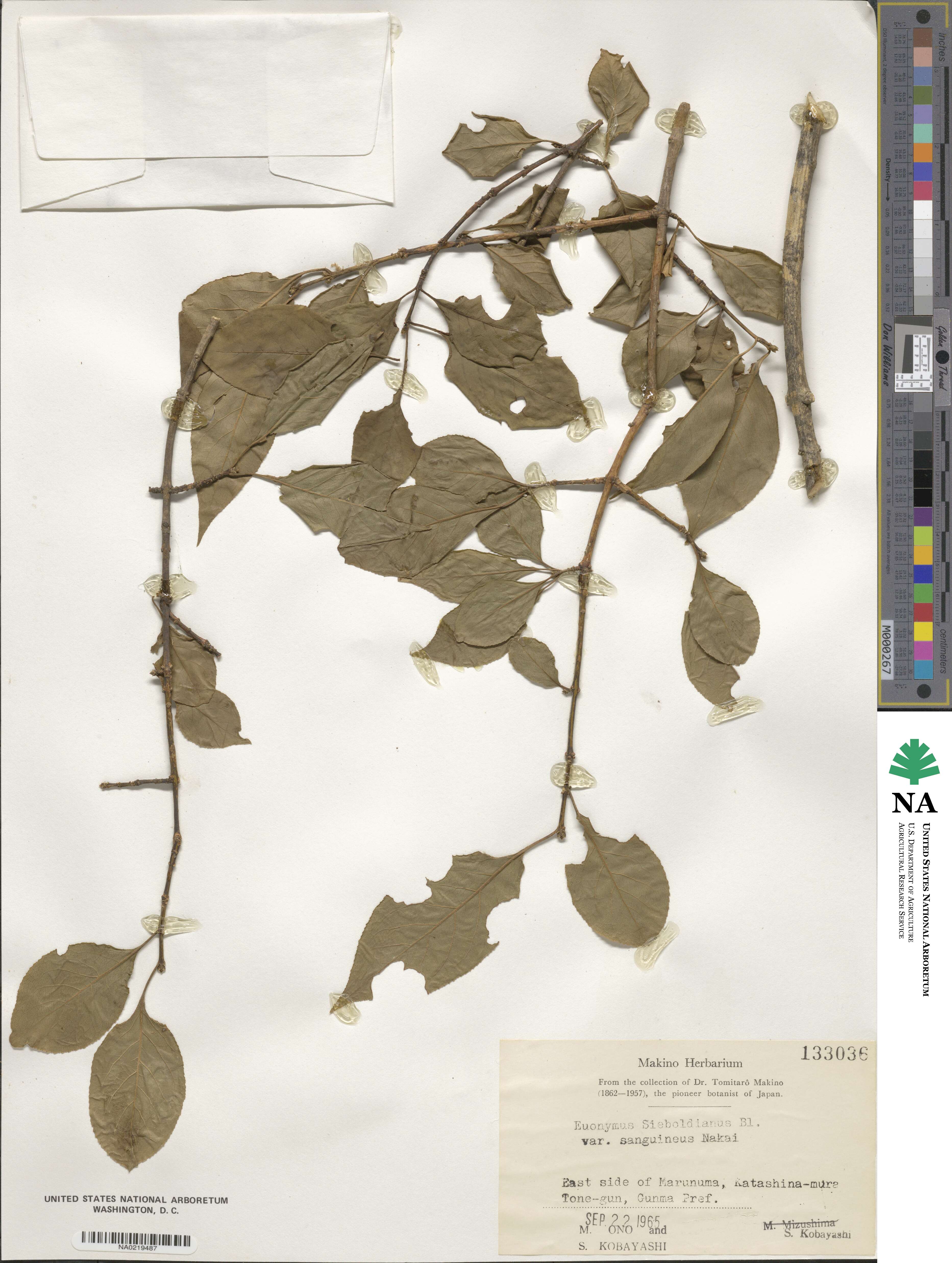 Euonymus hamiltonianus image