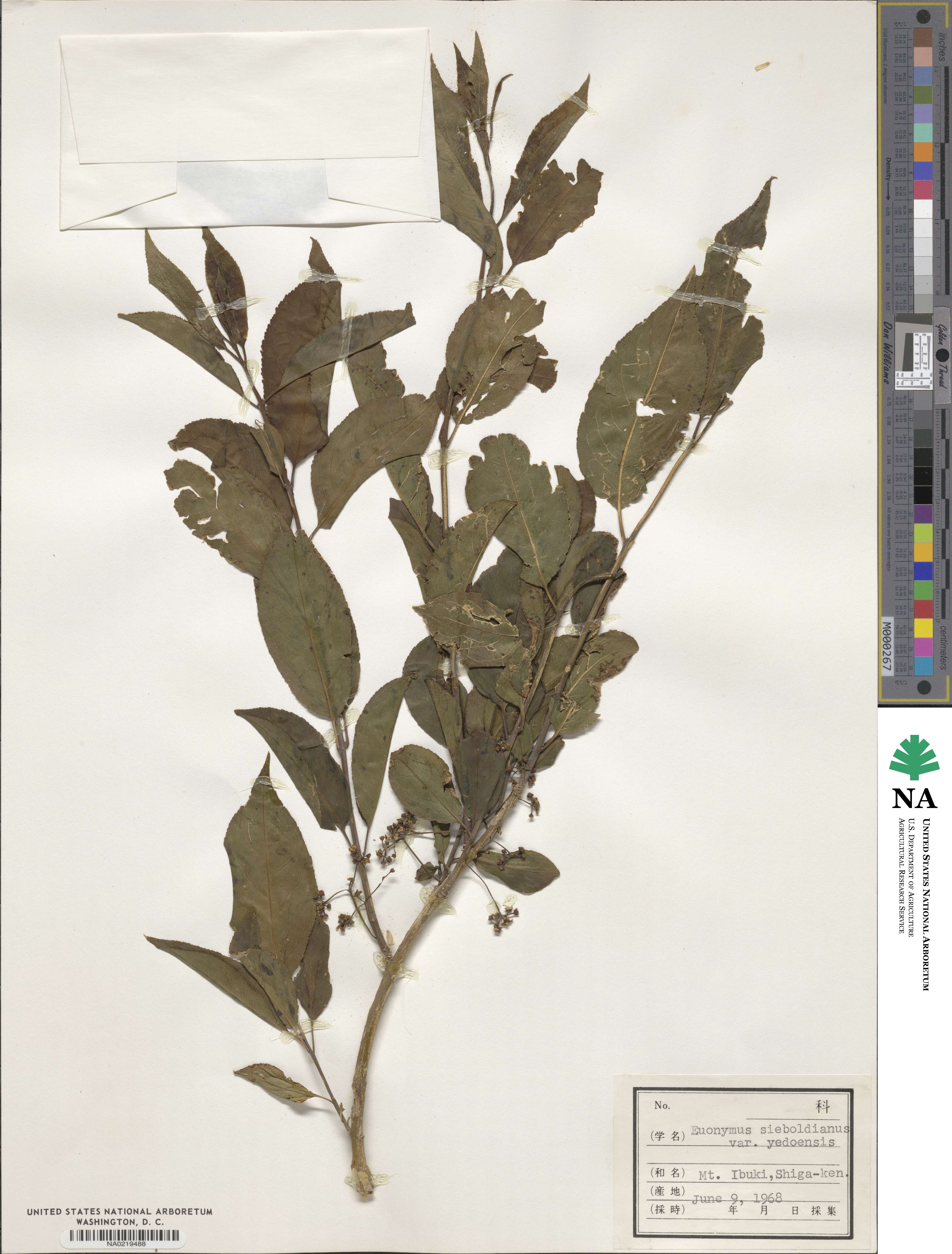 Euonymus hamiltonianus image