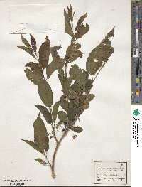 Euonymus hamiltonianus image