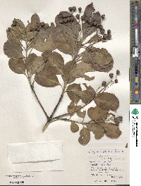 Euonymus carnosus image