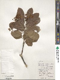 Euonymus carnosus image