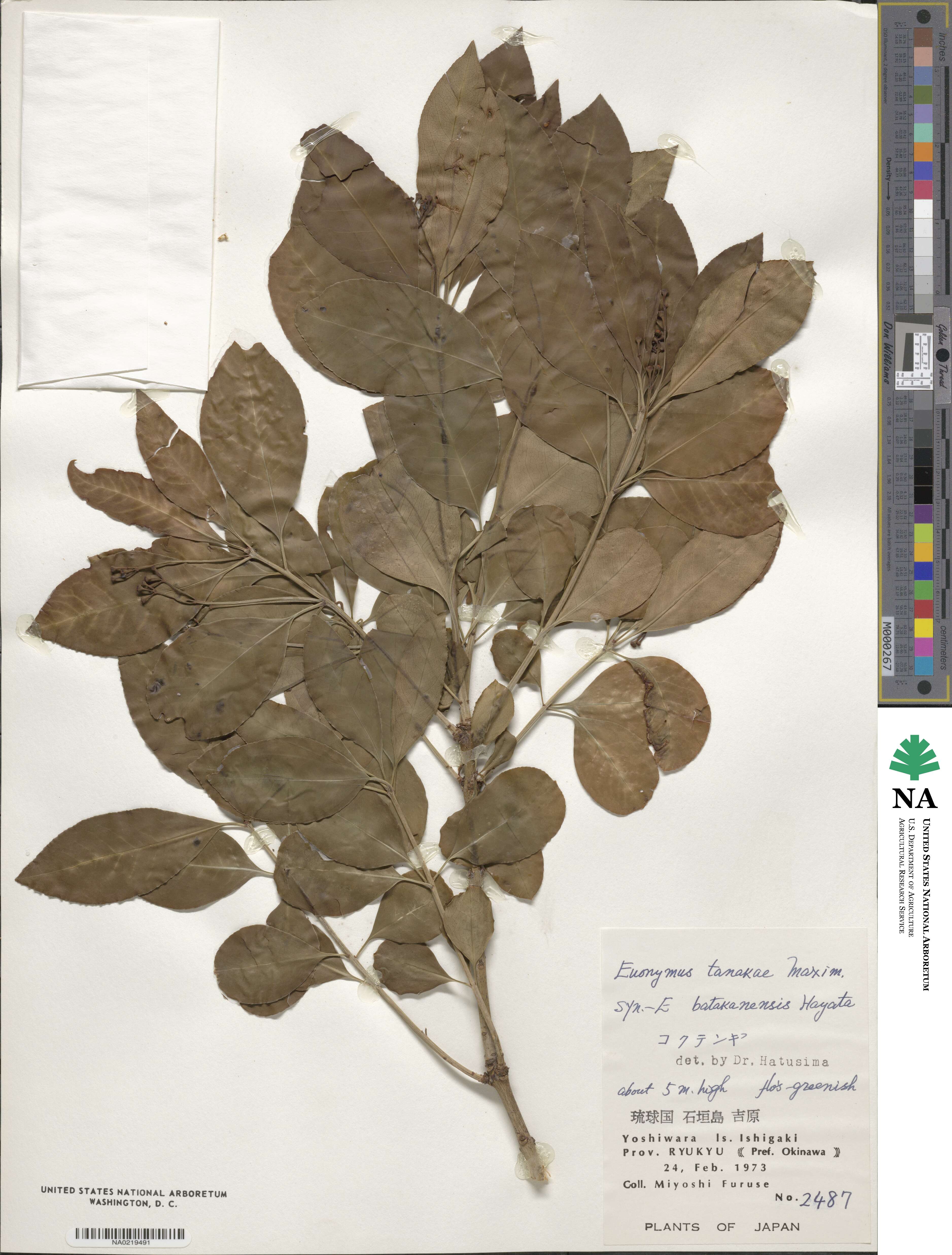 Euonymus carnosus image