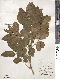 Euonymus carnosus image