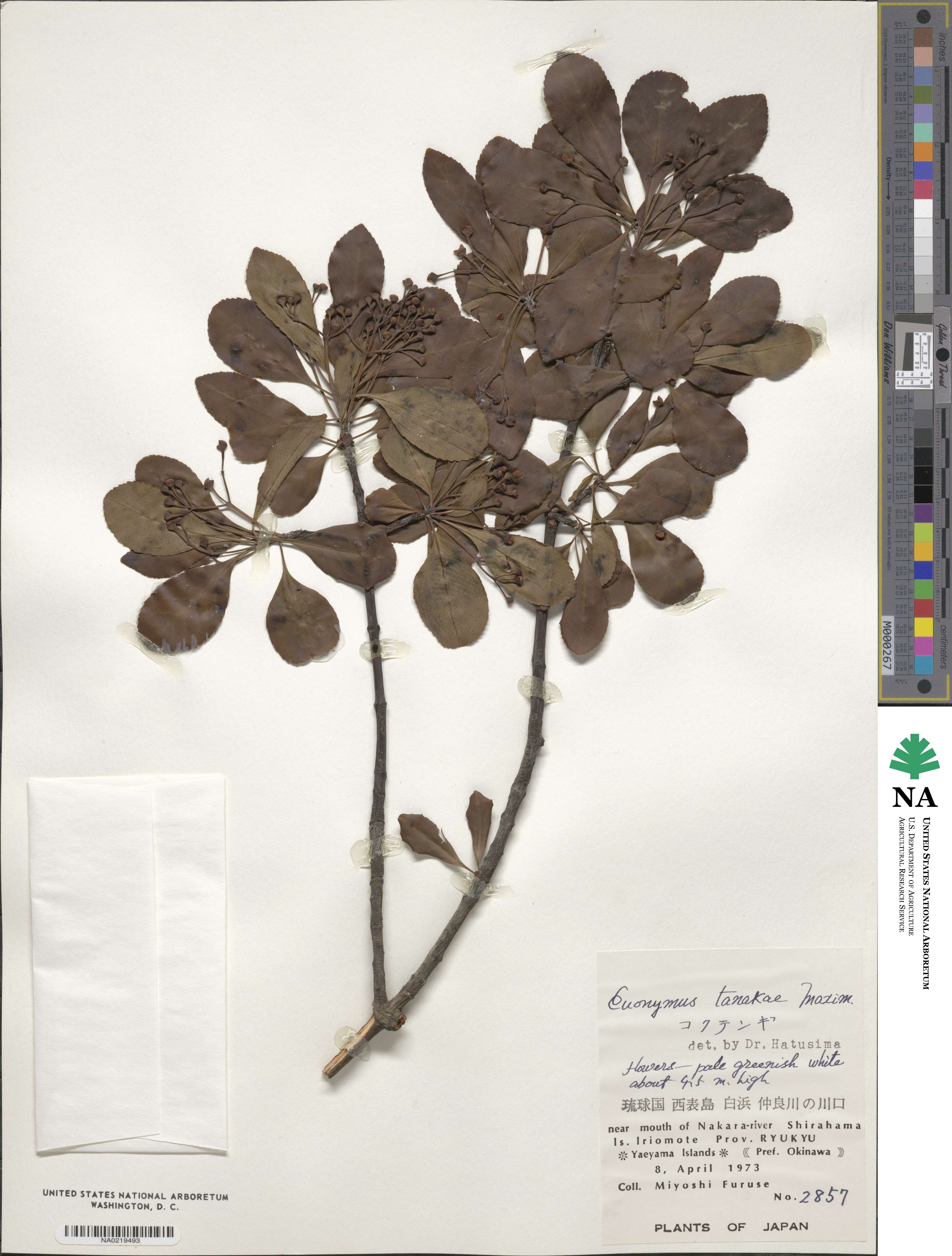 Euonymus carnosus image