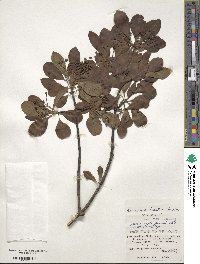 Euonymus carnosus image