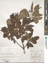 Euonymus carnosus image