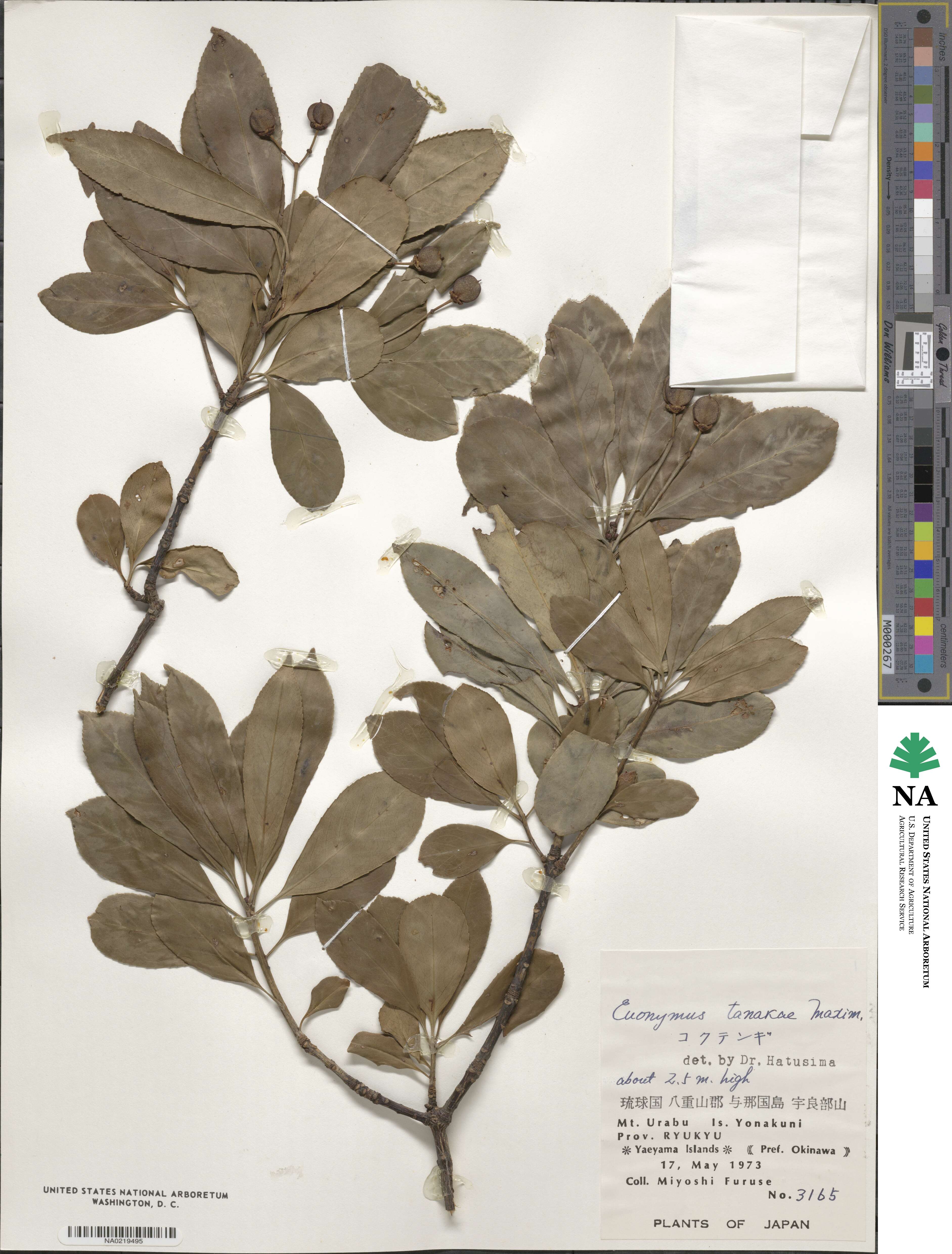 Euonymus carnosus image