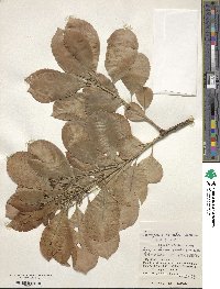 Euonymus carnosus image