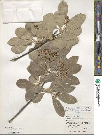 Euonymus carnosus image