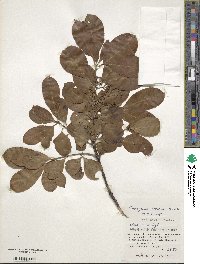 Euonymus carnosus image