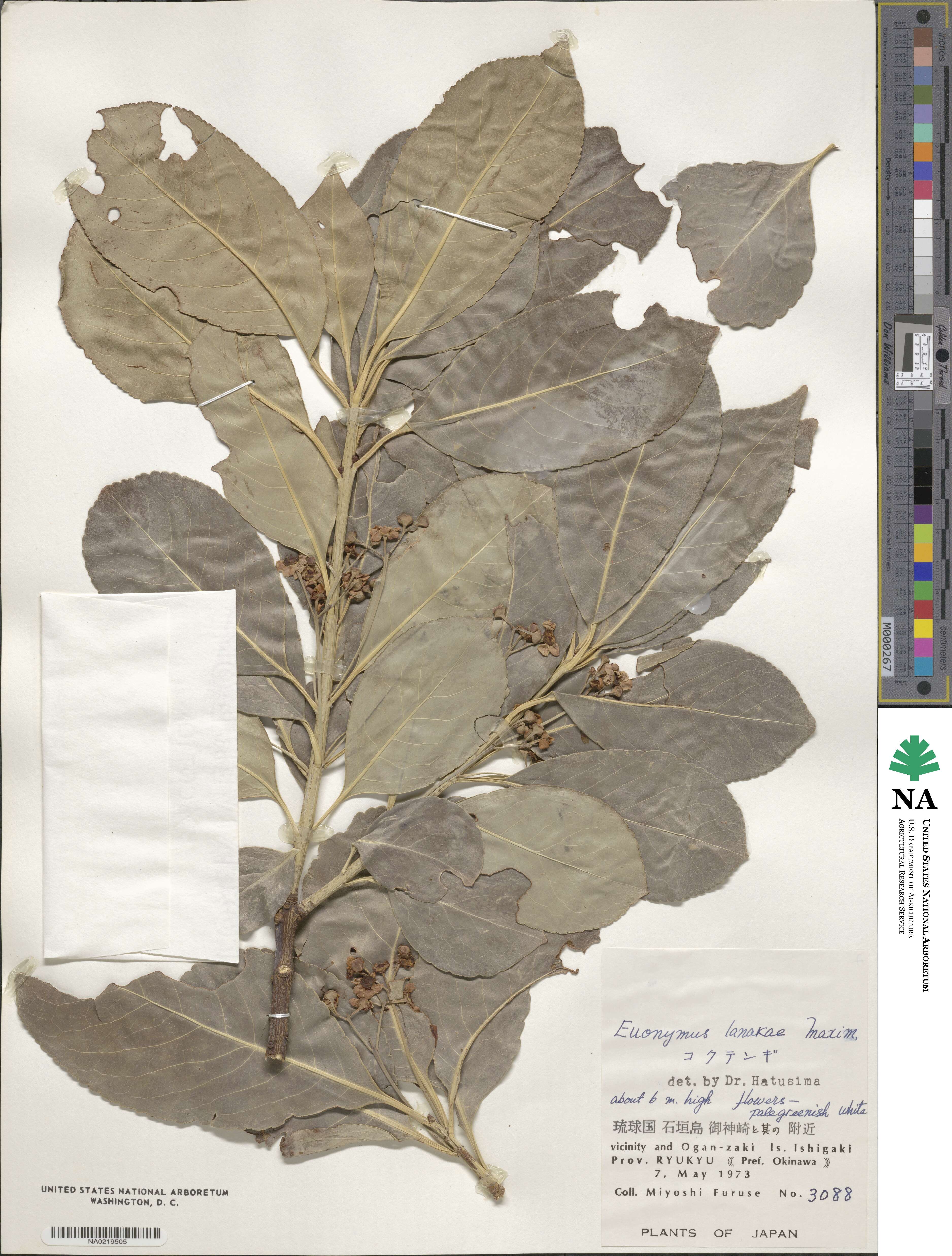 Euonymus carnosus image