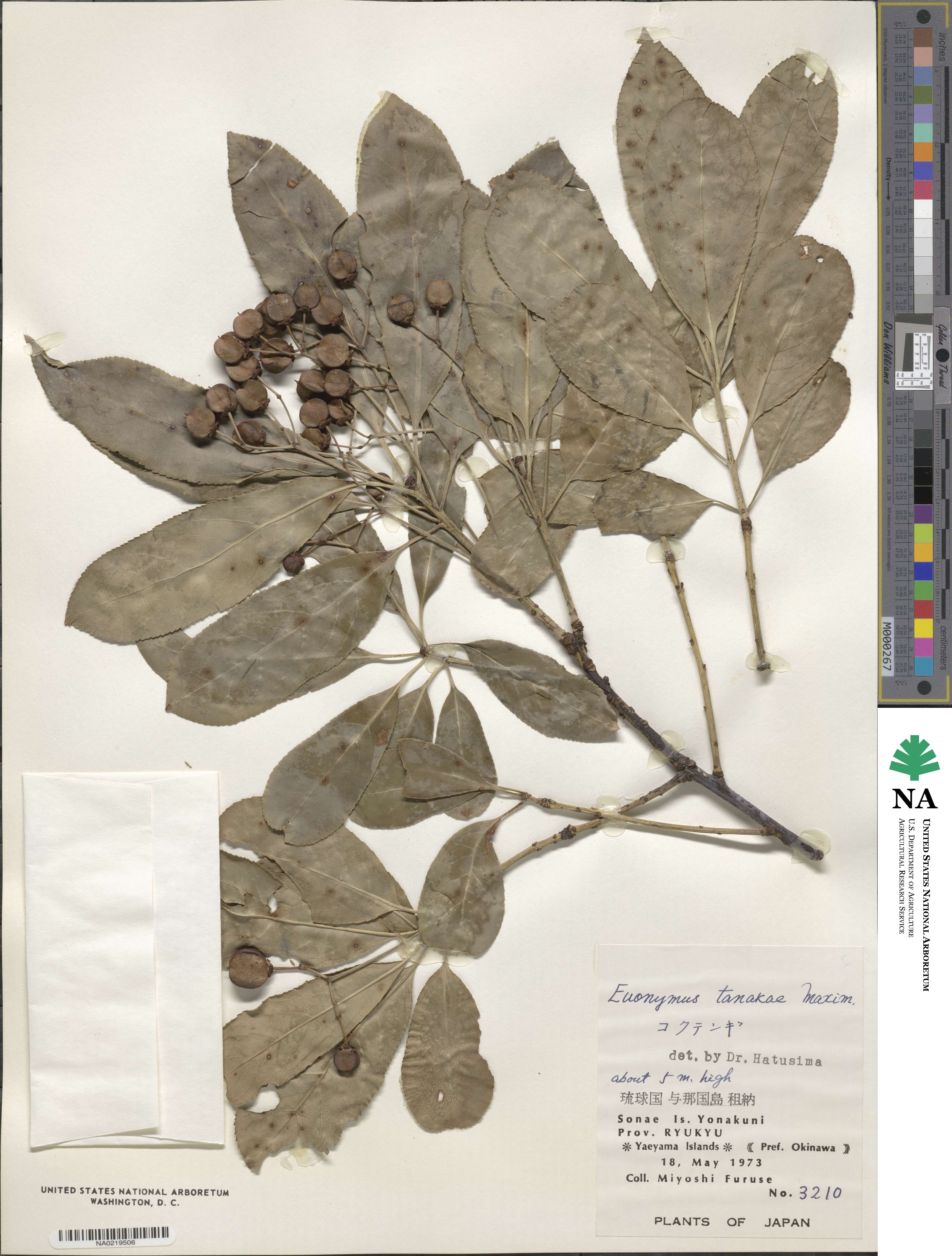 Euonymus carnosus image